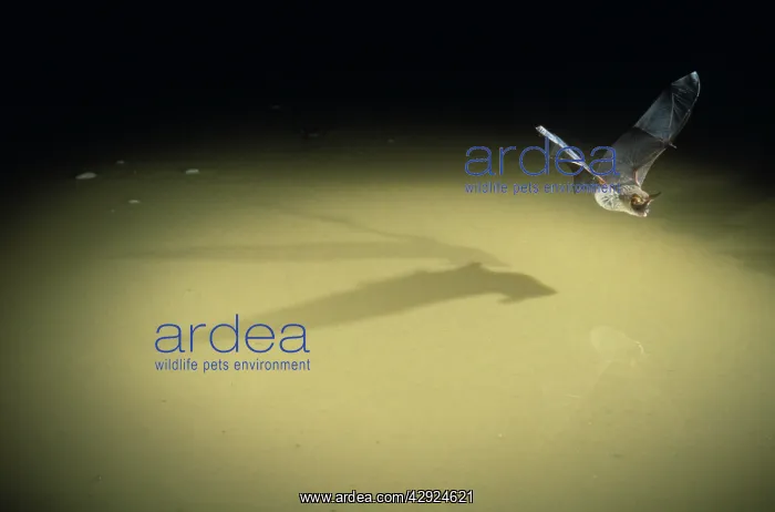 : Greater Long-eared Bat - in-flight : Greater Long-eared Bat - in-flight