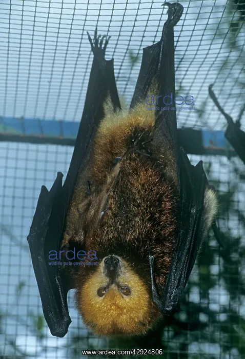 : Greater Mascarene Flying Fox / Mauritius fruit Bat : Greater Mascarene Flying Fox / Mauritius fruit Bat