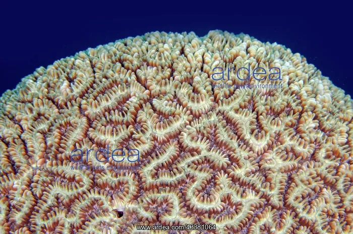 : Greater Maze Coral - Boga Wreck dive site, Tulamben : Greater Maze Coral - Boga Wreck dive site, Tulamben