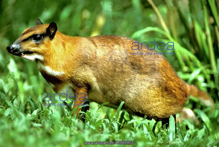 : Greater mouse-deer - a nocturnal species : Greater mouse-deer - a nocturnal species