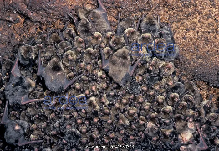 : Greater Mouse-eared Bat - At the top of a cave : Greater Mouse-eared Bat - At the top of a cave