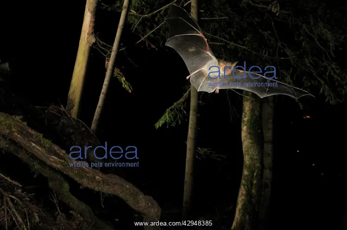 : Greater Mouse-eared Bat - in flight : Greater Mouse-eared Bat - in flight