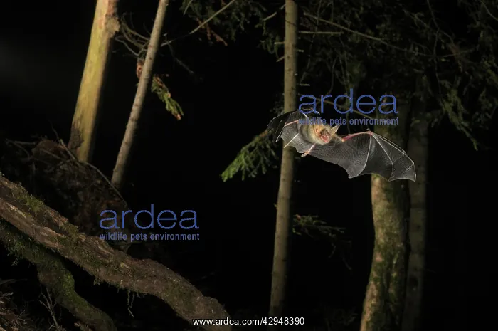 : Greater Mouse-eared Bat - in flight : Greater Mouse-eared Bat - in flight