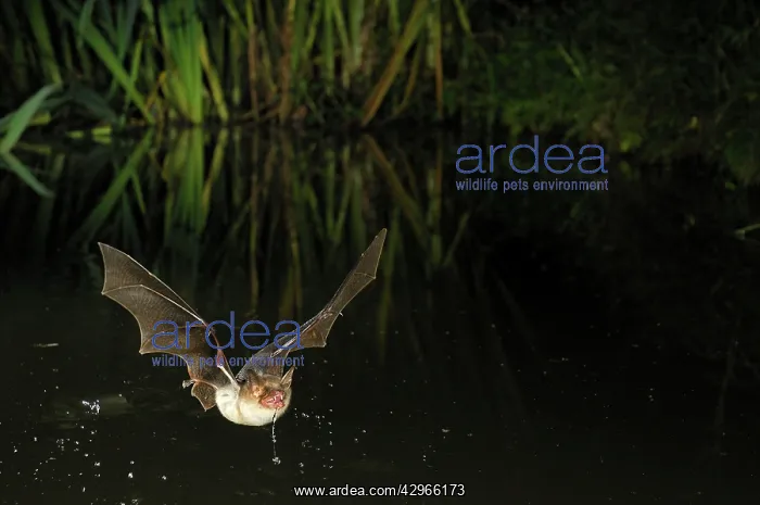 : Greater Mouse-eared Bat - in flight drinking from : Greater Mouse-eared Bat - in flight drinking from