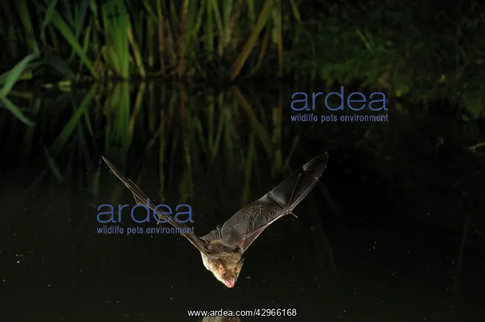 : Greater Mouse-eared Bat - in flight above a forest : Greater Mouse-eared Bat - in flight above a forest