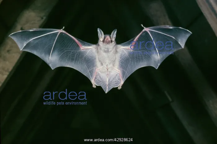 : Greater mouse-eared BAT - in flight in roof : Greater mouse-eared BAT - in flight in roof