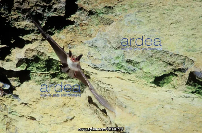 : Greater mouse-eared bat flying out of a cave ( : Greater mouse-eared bat flying out of a cave (