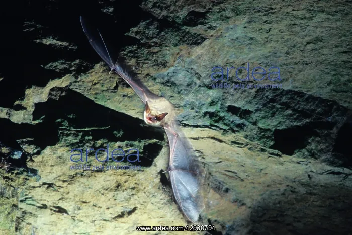 : Greater mouse-eared bat flying out of a cave ( : Greater mouse-eared bat flying out of a cave (