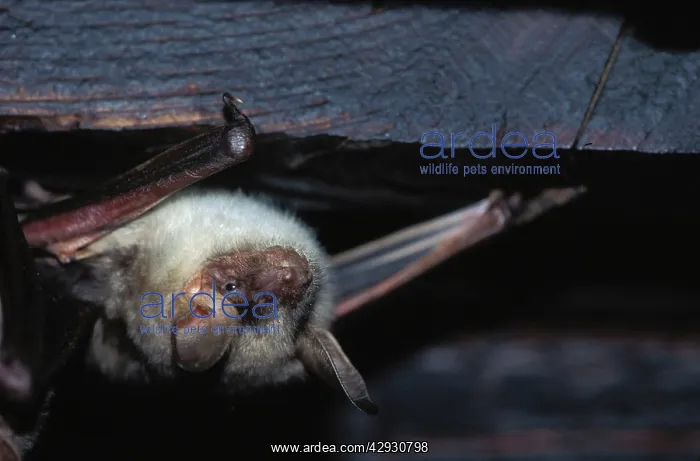 : Greater mouse-eared bat - in loft, December : Greater mouse-eared bat - in loft, December