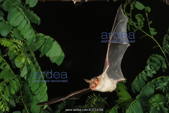 : Greater mouse-eared bat (Myotis myotis), in Devetashka : Greater mouse-eared bat (Myotis myotis), in Devetashka