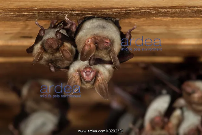 : Greater mouse-eared bat (Myotis myotis), female : Greater mouse-eared bat (Myotis myotis), female
