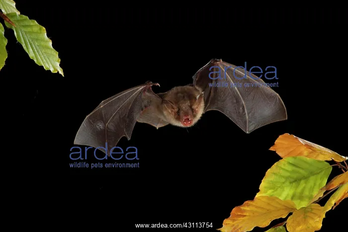 : Greater Mouse-eared Bat (Myotis myotis) in flight : Greater Mouse-eared Bat (Myotis myotis) in flight