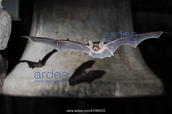 : Greater mouse-eared bat (Myotis myotis), flying : Greater mouse-eared bat (Myotis myotis), flying
