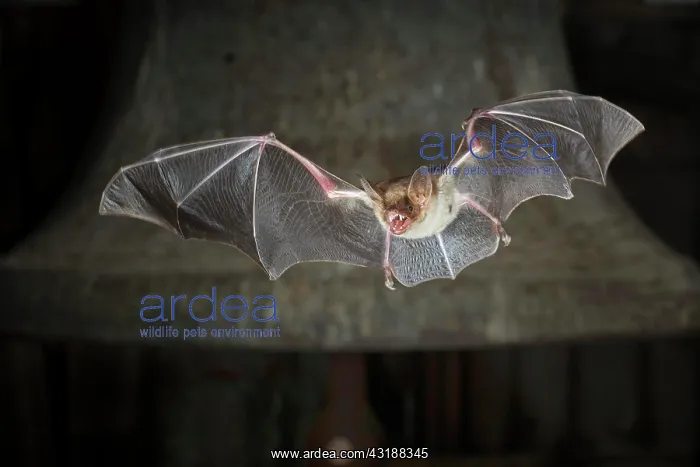 : Greater mouse-eared bat (Myotis myotis), flying : Greater mouse-eared bat (Myotis myotis), flying