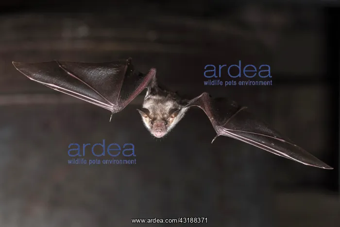 : Greater mouse-eared bat (Myotis myotis), flying : Greater mouse-eared bat (Myotis myotis), flying