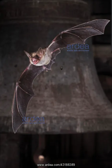: Greater mouse-eared bat (Myotis myotis), flying : Greater mouse-eared bat (Myotis myotis), flying
