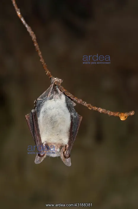 : Greater mouse-eared bat (Myotis myotis) in hibernation : Greater mouse-eared bat (Myotis myotis) in hibernation