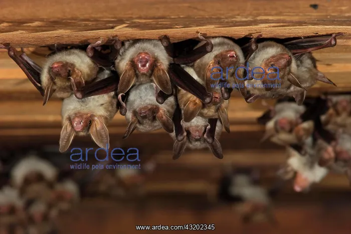 : Greater mouse-eared bat (Myotis myotis), maternity : Greater mouse-eared bat (Myotis myotis), maternity