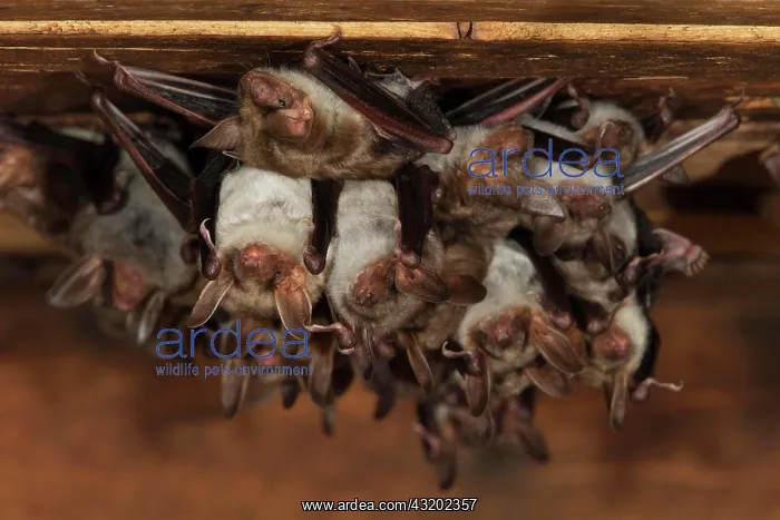 : Greater mouse-eared bat (Myotis myotis), maternity : Greater mouse-eared bat (Myotis myotis), maternity