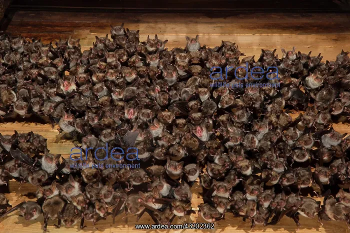 : Greater mouse-eared bat (Myotis myotis), maternity : Greater mouse-eared bat (Myotis myotis), maternity