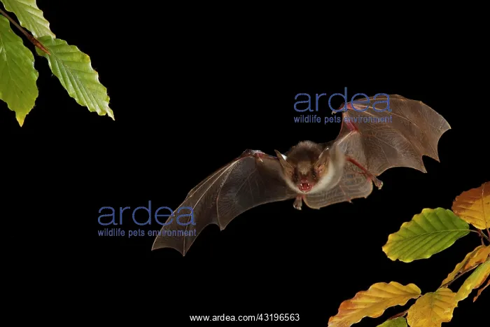 : Greater mouse-eared bat (Myotis myotis) weekly roost : Greater mouse-eared bat (Myotis myotis) weekly roost