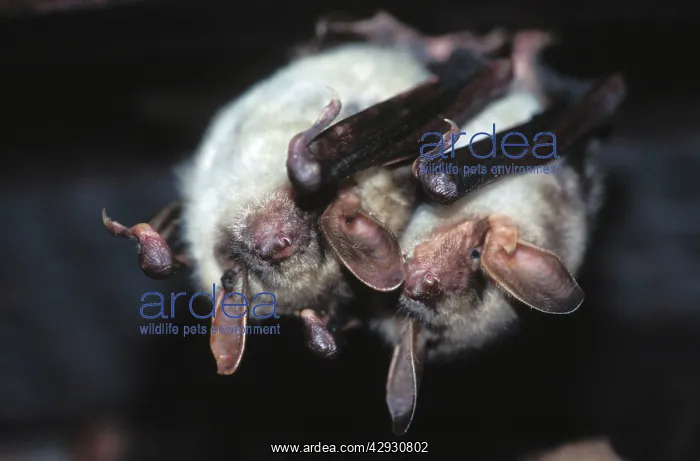 : Greater mouse-eared bat - two, in the loft, December : Greater mouse-eared bat - two, in the loft, December