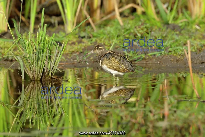 : Greater Painted Snipe : Greater Painted Snipe