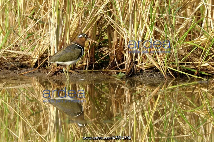 : Greater Painted Snipe : Greater Painted Snipe