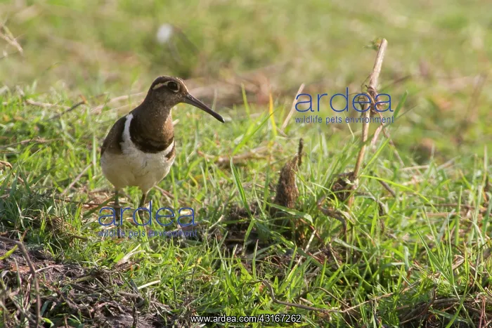 : Greater Painted Snipe : Greater Painted Snipe