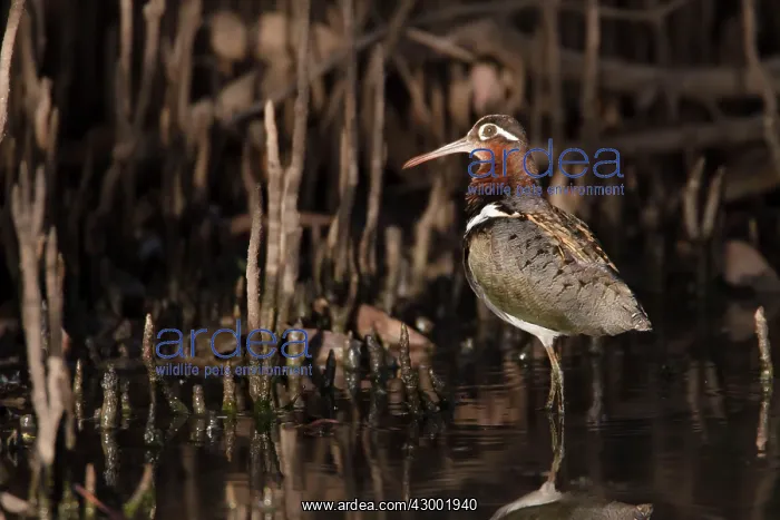 : Greater Painted-Snipe female in mangrove forest : Greater Painted-Snipe female in mangrove forest
