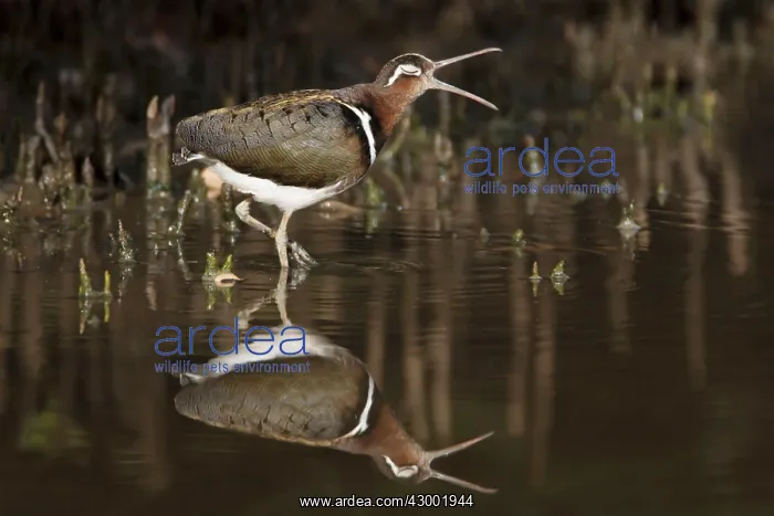 : Greater Painted-Snipe female in mangrove forest calling : Greater Painted-Snipe female in mangrove forest calling