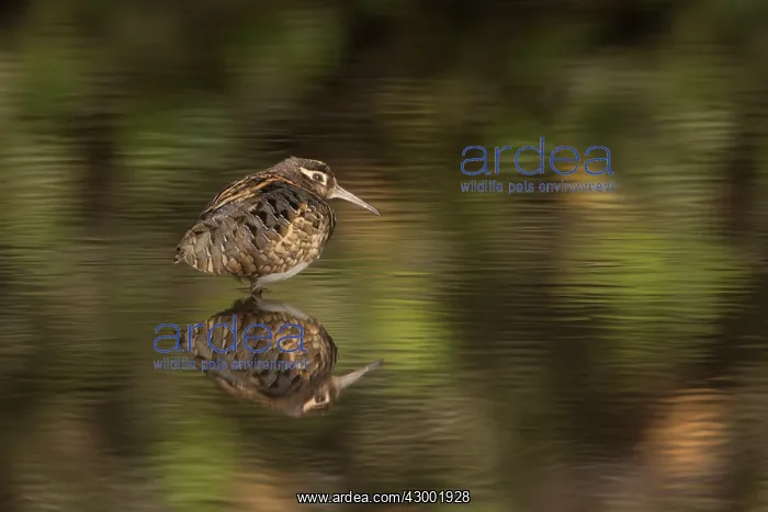 : Greater Painted-Snipe male in water : Greater Painted-Snipe male in water
