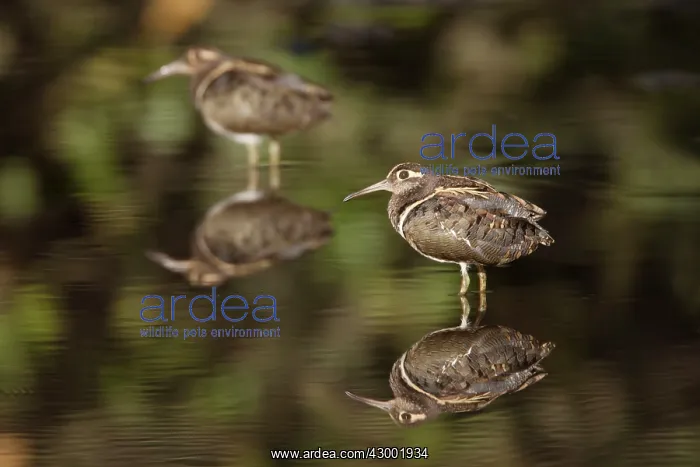: Greater Painted-Snipe male in water : Greater Painted-Snipe male in water