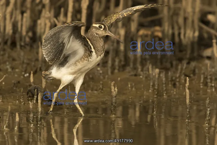 : Greater Painted-snipe (Rostratula benghalensis) : Greater Painted-snipe (Rostratula benghalensis)