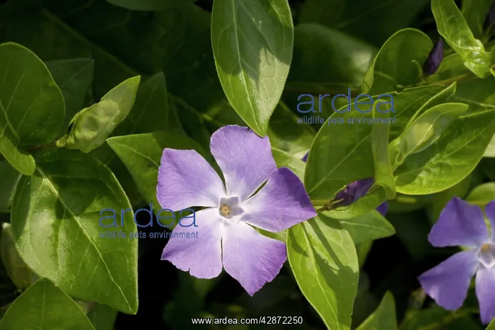: Greater periwinkle : Greater periwinkle