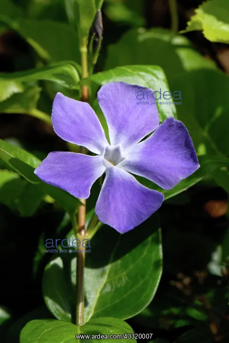 : Greater periwinkle : Greater periwinkle