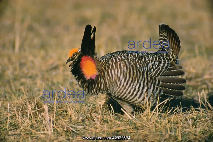 : Greater Pinnated Grouse / Greater Prairie Chicken : Greater Pinnated Grouse / Greater Prairie Chicken