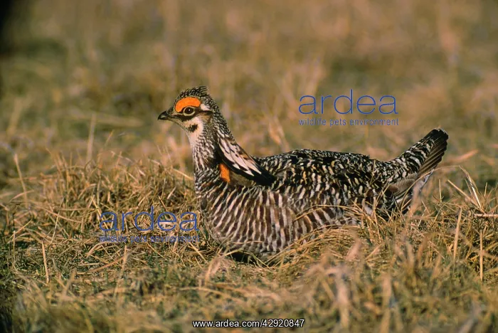 : Greater Pinnated Grouse / Greater Prairie Chicken : Greater Pinnated Grouse / Greater Prairie Chicken