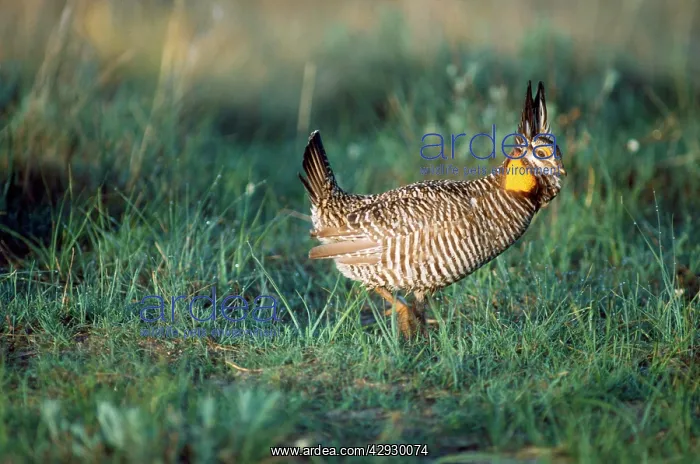 : Greater Pinnated Grouse / Greater Prairie Chicken - in grass : Greater Pinnated Grouse / Greater Prairie Chicken - in grass