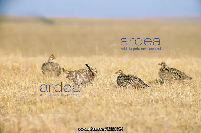 : Greater Pinnated Grouse / Greater Prairie Chicken - male : Greater Pinnated Grouse / Greater Prairie Chicken - male
