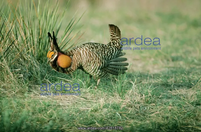 : Greater Pinnated GROUSE / Prairie Chicken - male displaying : Greater Pinnated GROUSE / Prairie Chicken - male displaying