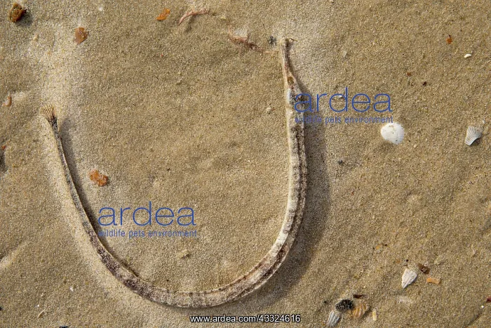  : Greater Pipefish