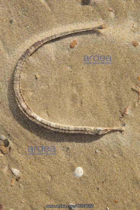 : Greater Pipefish