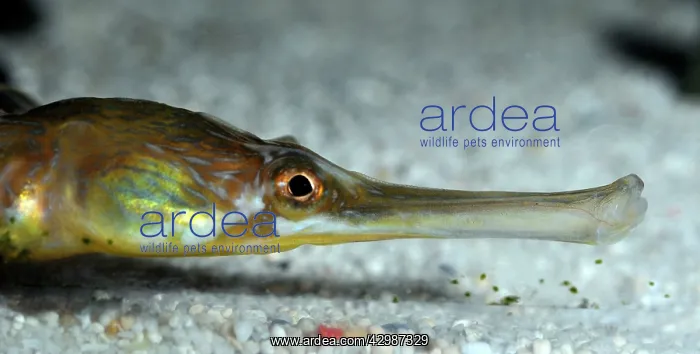 : Greater Pipefish. coastal areas UK, eastern North : Greater Pipefish. coastal areas UK, eastern North