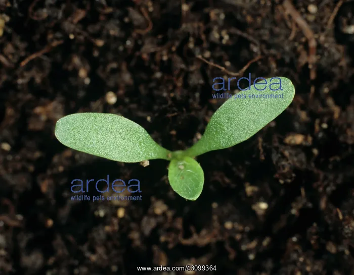 : Greater plantain seedling : Greater plantain seedling