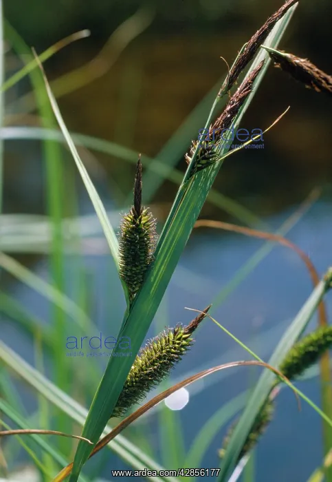 : Greater Pond Sedge : Greater Pond Sedge