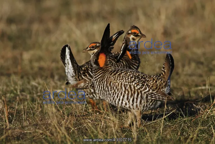 : Greater Prairie Chicken : Greater Prairie Chicken