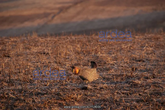 : Greater Prairie Chicken : Greater Prairie Chicken