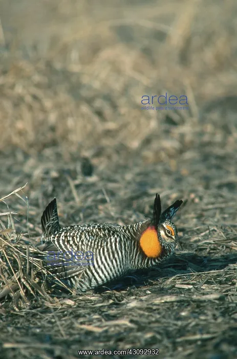 : Greater Prairie Chicken Displaying : Greater Prairie Chicken Displaying