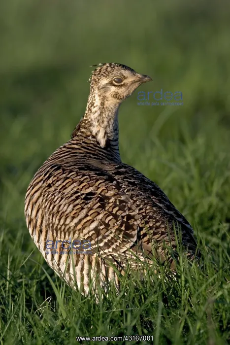 : Greater Prairie Chicken Hen : Greater Prairie Chicken Hen